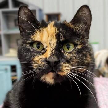Ivy -  Domestic Short Hair Cat Available for Adoption in Sheridan, Wyoming - Ivy | PetCurious