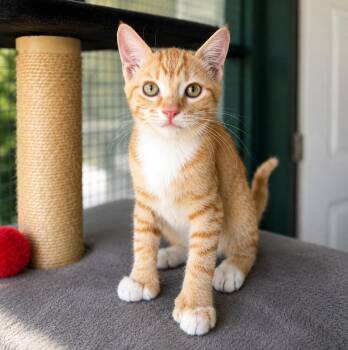 Ariel -  Extra Toes Cat Hemingway Polydactyl and Tabby Cat for Adoption in Lathrop, California - Ariel | PetCurious
