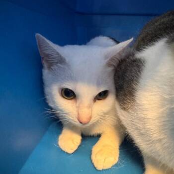 Snowball 0648 -  Domestic Short Hair Cat for Adoption in Columbus, Georgia - Snowball 0648 | PetCurious