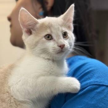 Domestic Short Hair Cats Available for Adoption in East Montpelier, Vermont - Raphael | PetCurious
