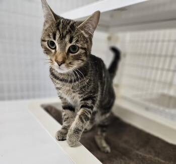 Rescue Domestic Short Hair Cats for Adoption in Claremont, New Hampshire - Bader | PetCurious