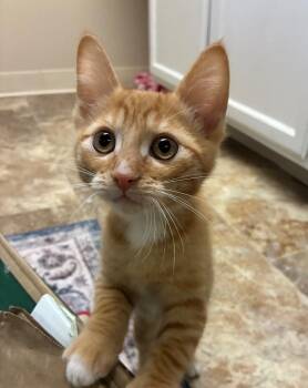 Soltari -  Domestic Short Hair Cat for Adoption in Fort Lupton, Colorado - Soltari | PetCurious