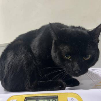 Domestic Short Hair Cats Available for Adoption - Eclipse | PetCurious