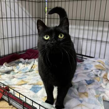 Rescue Domestic Short Hair Cats for Adoption in Brentwood, New Hampshire - Lily | PetCurious
