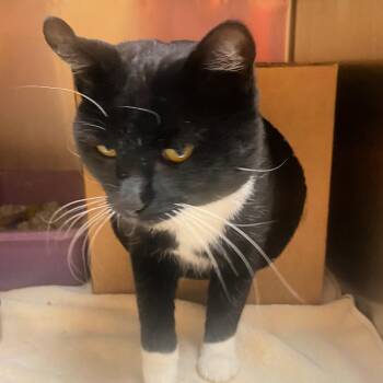 Rescue Domestic Short Hair Cats for Adoption in Lindon, Utah - Sparrow | PetCurious