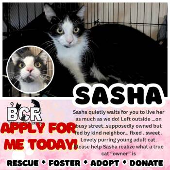 Rescue Domestic Short Hair Cats for Adoption in Bridgeport, Connecticut - Sasha | PetCurious