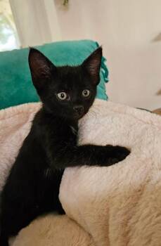 Basil -  Domestic Short Hair Cat for Adoption in Lancaster, California - Basil | PetCurious