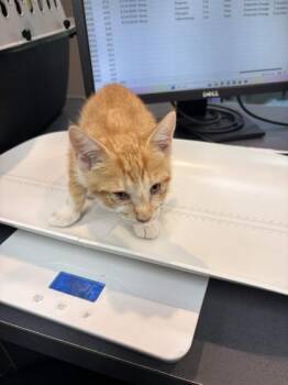 Domestic Short Hair Cats Available for Adoption in Memphis, Tennessee - Denali | PetCurious