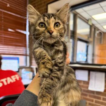 Nadine -  Domestic Medium Hair Cat for Adoption in Birmingham, Alabama - Nadine | PetCurious