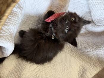 Raisin -  Domestic Medium Hair Cat for Adoption in Greensboro, North Carolina - Raisin | PetCurious