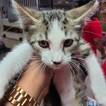 Greers Ferry -  Domestic Short Hair Cat for Adoption in Leander, Texas - Greers Ferry | PetCurious