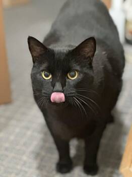 Domestic Short Hair Cats Available for Adoption - McTab | PetCurious