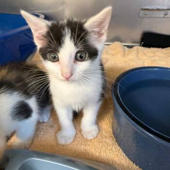 Harper -  Domestic Short Hair Cat for Adoption in Lake Panasoffkee, Florida - Harper | PetCurious