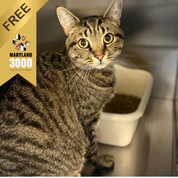 Buddy Rich -  Domestic Short Hair Cat for Adoption in Ridgely, Maryland - Buddy Rich | PetCurious