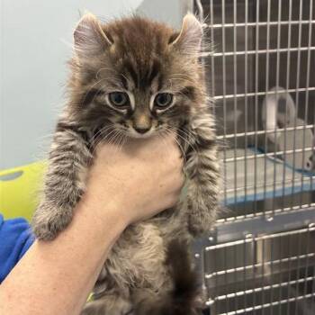 Walrus -  American Curl Cat Available for Adoption in Greensboro, North Carolina - Walrus | PetCurious