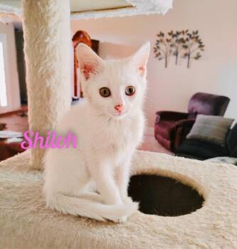 Shiloh/kk -  Domestic Short Hair Cat for Adoption in White Bluff, Tennessee - Shiloh/kk | PetCurious