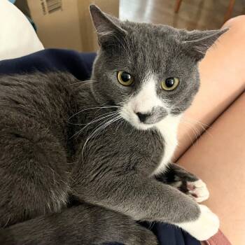 Domestic Short Hair Cats Available for Adoption - Burton | PetCurious