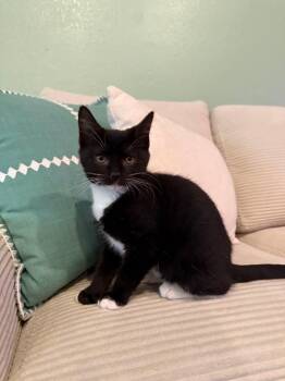 Rescue Domestic Short Hair Cats for Adoption in Cosby, Tennessee - Linen | PetCurious