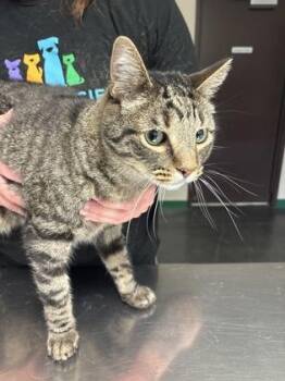 Domestic Short Hair Cats Available for Adoption in Springfield, Missouri - Turtle | PetCurious