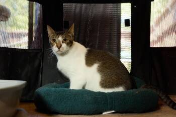 DAISY -  Domestic Short Hair Cat for Adoption in Walnut Creek, California - DAISY | PetCurious