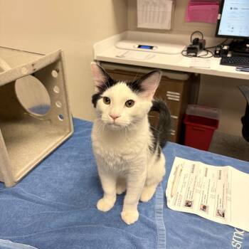 Cornstalk -  Domestic Short Hair Cat for Adoption in Reno, Nevada - Cornstalk | PetCurious
