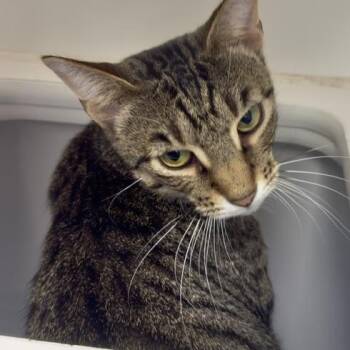 Domestic Short Hair Cats Available for Adoption in Reisterstown, Maryland - Luke | PetCurious
