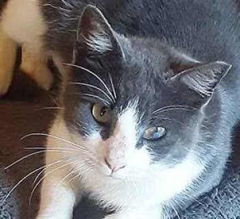 Domestic Short Hair Cats Available for Adoption in Tiburon, California - Serena | PetCurious