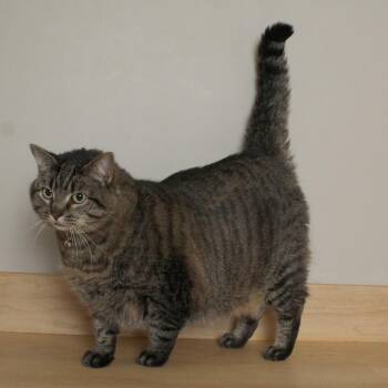Domestic Short Hair Cats Available for Adoption - Doo C68340 | PetCurious
