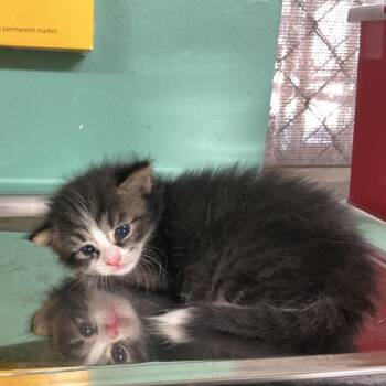 IVHS-A-142550 -  Domestic Long Hair Cat for Adoption in San Gabriel, California - IVHS-A-142550 | PetCurious