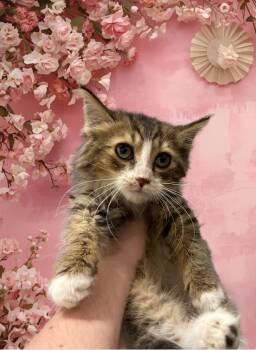 Rescue Calico and Tabby Cats for Adoption in Clovis, New Mexico - Mittens | PetCurious