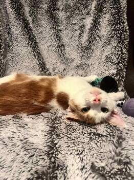 Rescue Domestic Short Hair Cats for Adoption in Shakespeare, Ontario - Levy | PetCurious