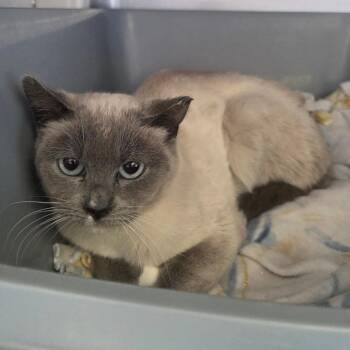Domestic Short Hair and Siamese Cats Available for Adoption - Sapphire | PetCurious