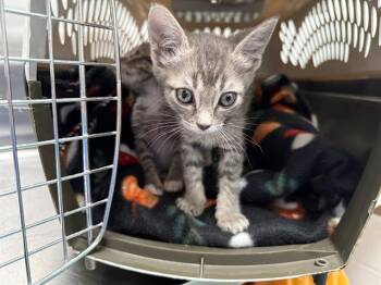 TINKERBELL -  Domestic Short Hair Cat for Adoption in Antioch, California - TINKERBELL | PetCurious