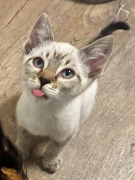 Jolene (bonded with Dolly) -  Siamese Cat for Adoption in San Francisco, California - Jolene (bonded With Dolly) | PetCurious