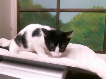 DAYANA -  Domestic Short Hair Cat for Adoption in Houston, Texas - DAYANA | PetCurious