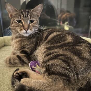 Rescue Domestic Short Hair Cats for Adoption in Chicago, Illinois - Cinnamon Bark | PetCurious