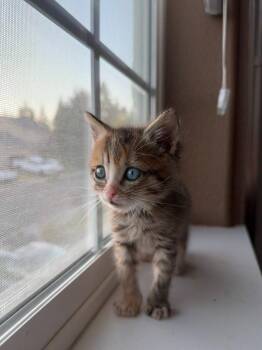 26-16 Penelope -  Domestic Short Hair Cat for Adoption in St. Helens, Oregon - 26-16 Penelope | PetCurious
