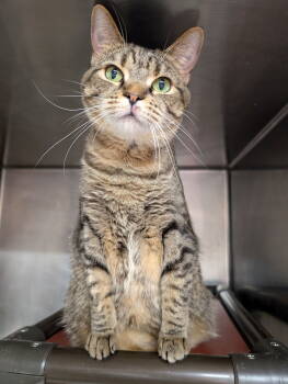 Rescue Domestic Short Hair Cats for Adoption in Herndon, Virginia - Max (& Mrs. Biff) Bonded | PetCurious