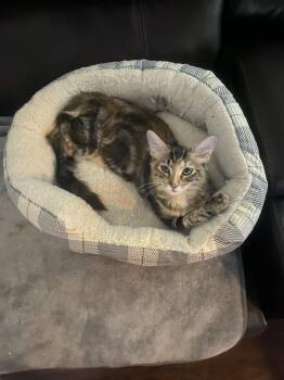 Simone (Loving, Biscuit Maker) -  Domestic Long Hair Cat for Adoption in Mobile, Alabama - Simone (Loving, Biscuit Maker) | PetCurious