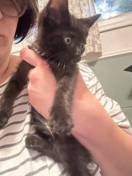 David Rose -  Domestic Short Hair Cat for Adoption in Ferndale, Michigan - David Rose | PetCurious
