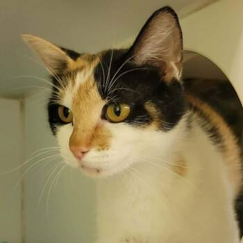 Wanda -  Domestic Short Hair Cat for Adoption in Columbia, Missouri - Wanda | PetCurious