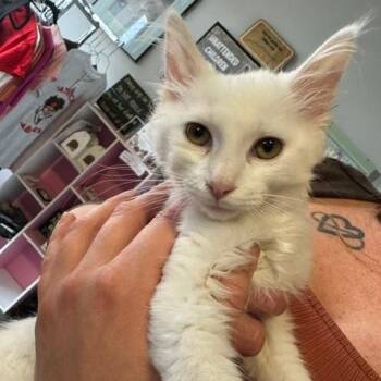 Swedish Fish -  Turkish Angora Cat for Adoption in Lenexa, Kansas - Swedish Fish | PetCurious