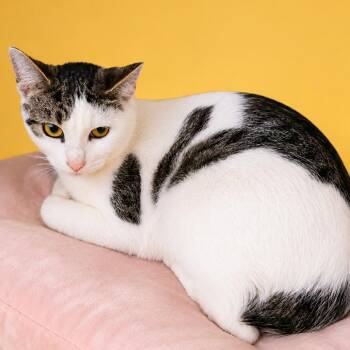 Love -  Domestic Short Hair Cat for Adoption in Binghamton, New York - Love | PetCurious