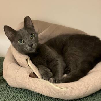 Nancy Ritz -  Domestic Short Hair Cat for Adoption in Philadelphia, Pennsylvania - Nancy Ritz | PetCurious