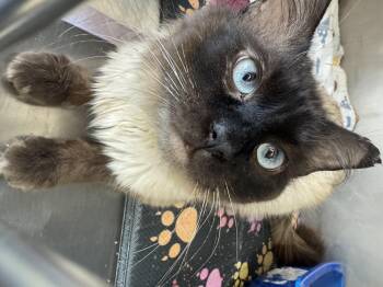 Domestic Long Hair Cats Available for Adoption - Diesel | PetCurious