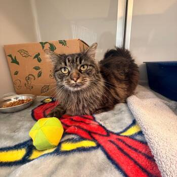 Domestic Medium Hair Cats Available for Adoption - Kitana | PetCurious