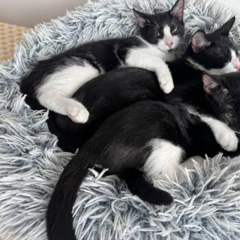Batman and Robin (bonded brothers) -  Domestic Short Hair Cat for Adoption in Charleston, South Carolina - Batman And Robin (bonded Brothers) | PetCurious