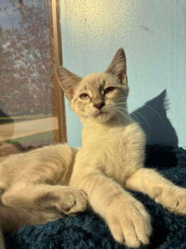 Rescue Domestic Short Hair and Siamese Cats for Adoption in Livonia, Michigan - C298 Litter Pearl | PetCurious