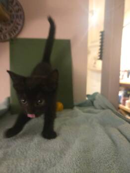 Dentin -  Domestic Short Hair Cat for Adoption in Parkville, Maryland - Dentin | PetCurious