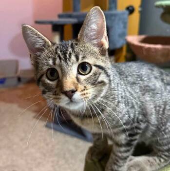 Boomer -  Domestic Short Hair Cat for Adoption in Sioux City, Iowa - Boomer | PetCurious